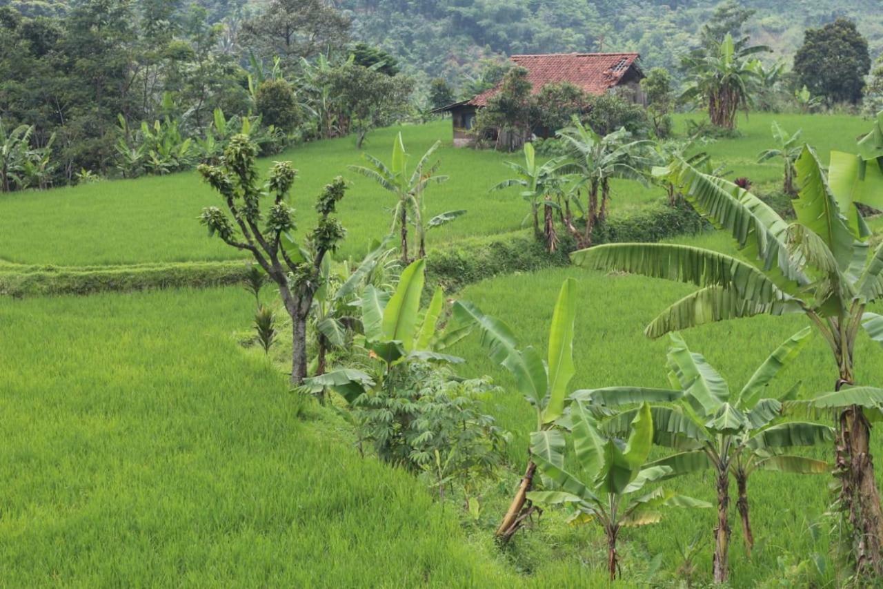 De Salak Homestay Bogor Luaran gambar
